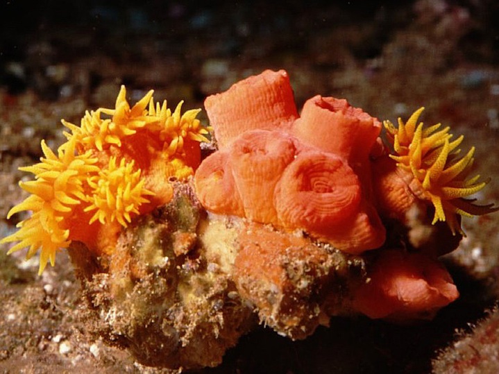 tube coral