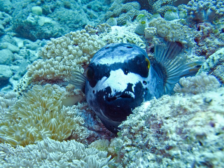 Black spotted pufferfish
