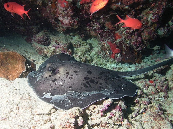 Black-spotted sting ray (Filitheyo)