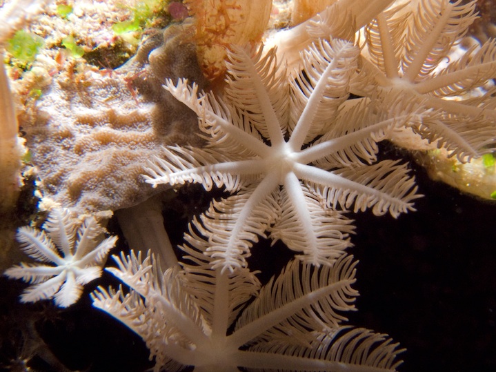 soft coral