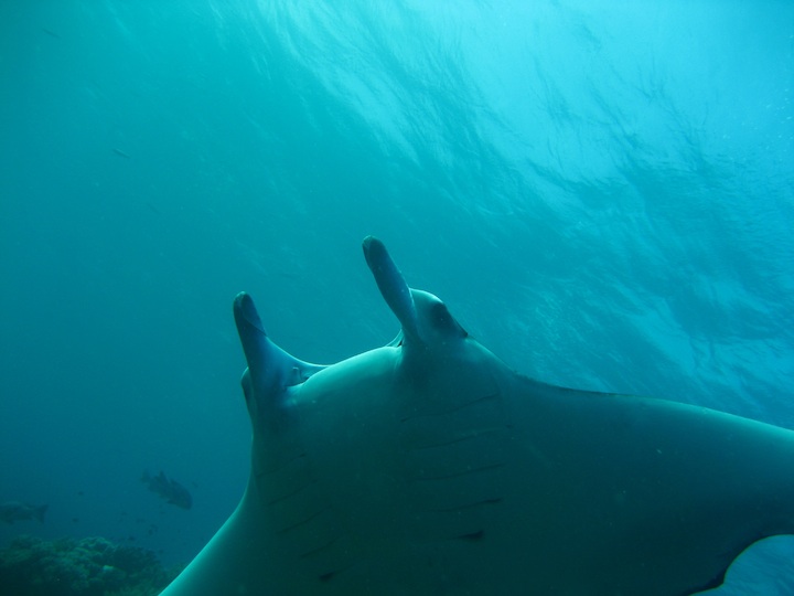 Giant Manta ray (thanks to Joe)