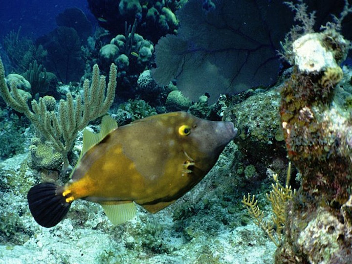 White spotted file fish