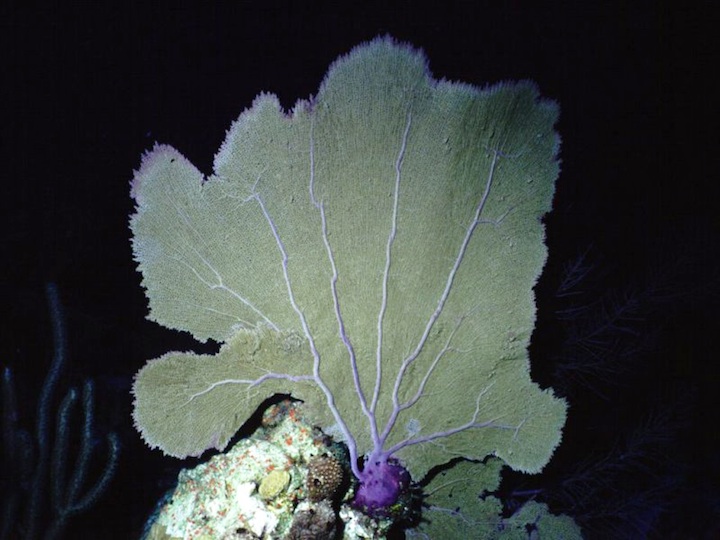 Common sea fan