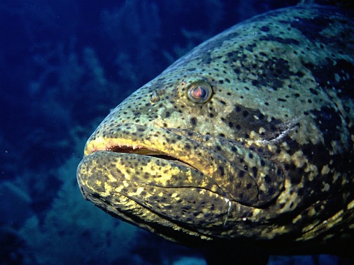 Jew fish<