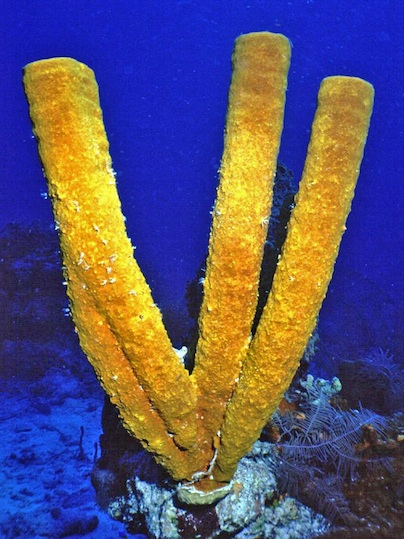 Yellow tube sponge