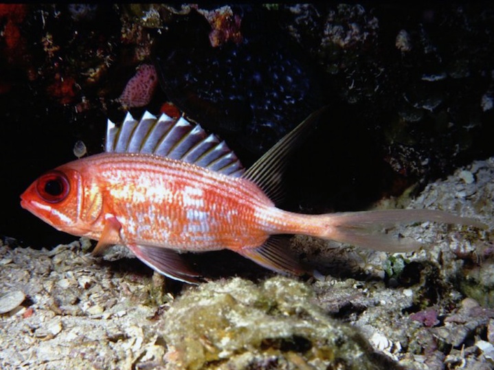 Long spine squirrel fish