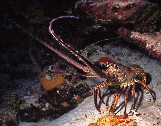 Spiny lobster