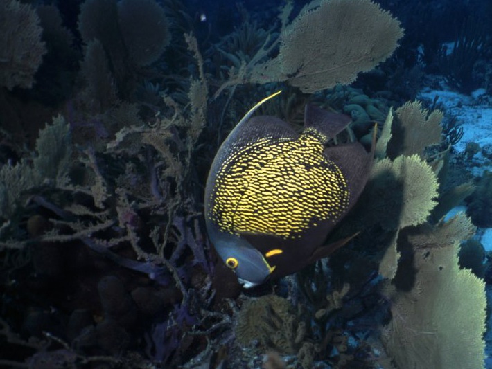 French angelfish
