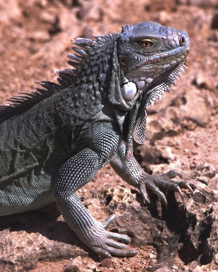 Iguana
