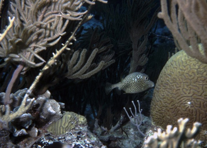 Spotted trunkfish