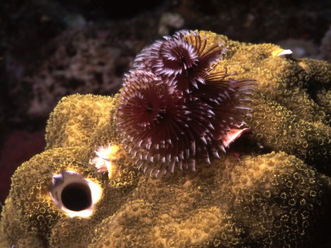 Christmas tree worm