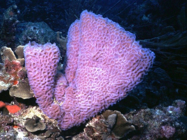 vase sponge