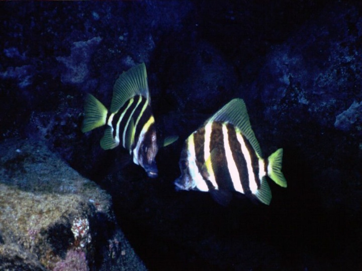 Boar fishes