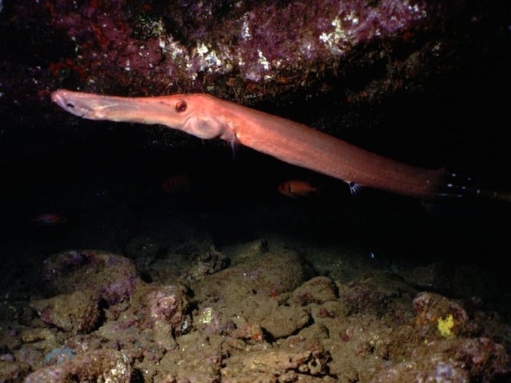 Trumpet fish