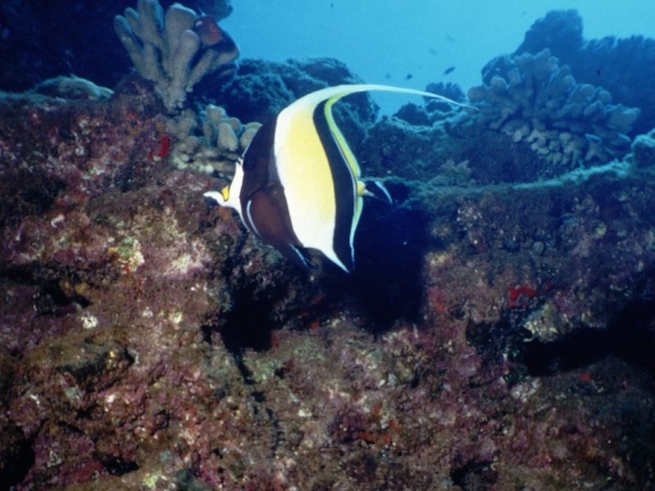 Moorish idol