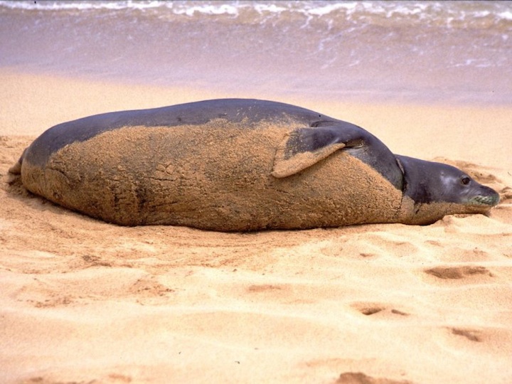 Monk seal