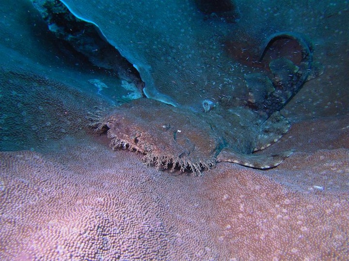 Wobbagong shark (West Papua)