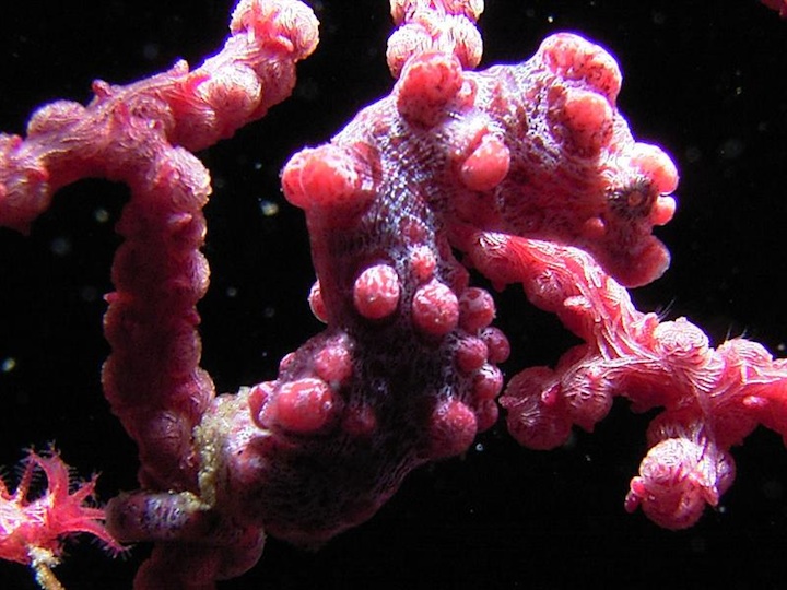 Pygmee seahorse (West Papua)