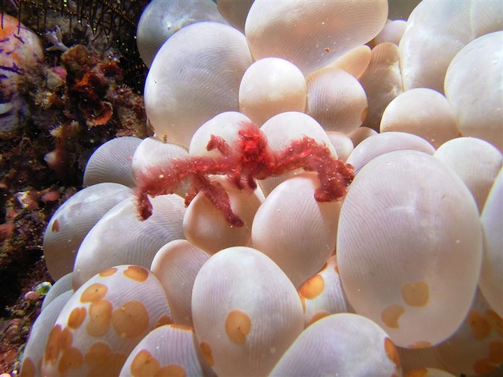 Oran-utan crab (North Sulawesi)