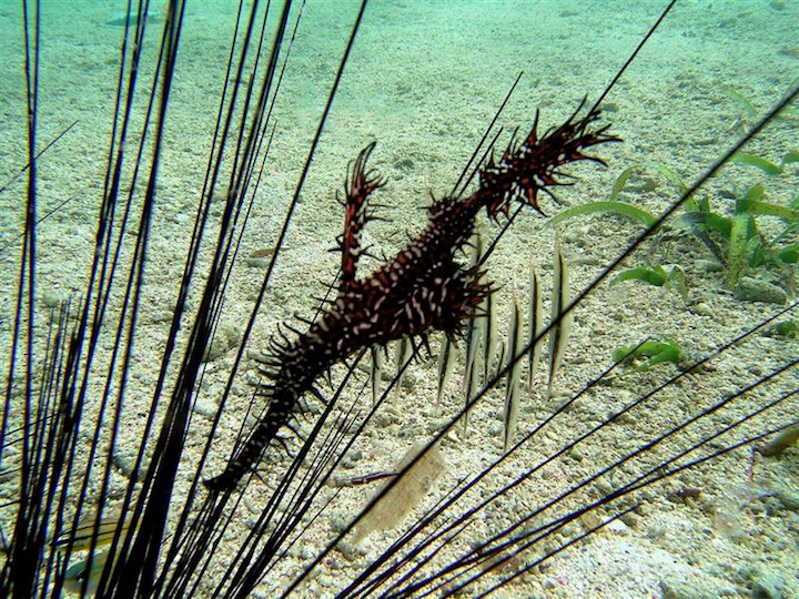 Ornate ghost pipe fish (West Papua)