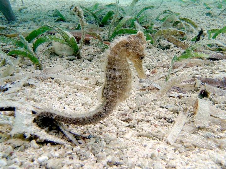 Common sea horse (Sulawesi)