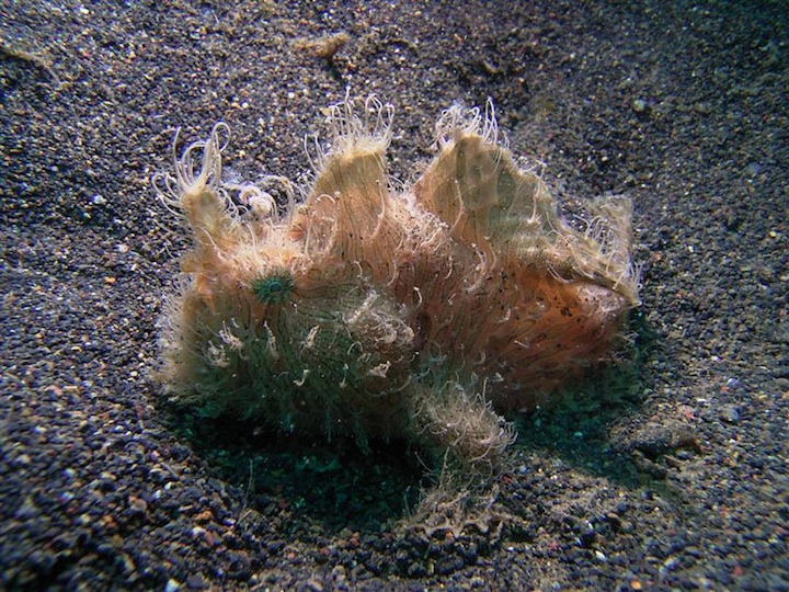 Hairy frog fish (Sulawesi)