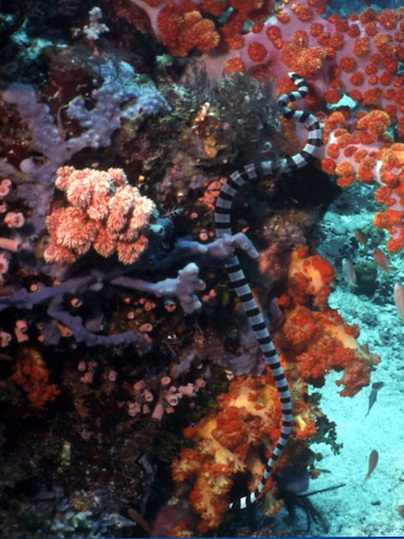 Banded yellow lip sea snake (near Komodo)
