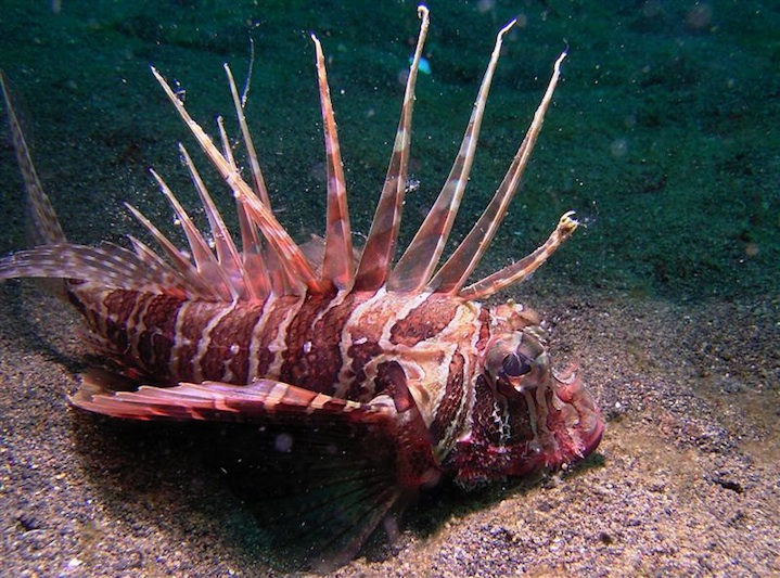 Lion fish (Sulawesi)