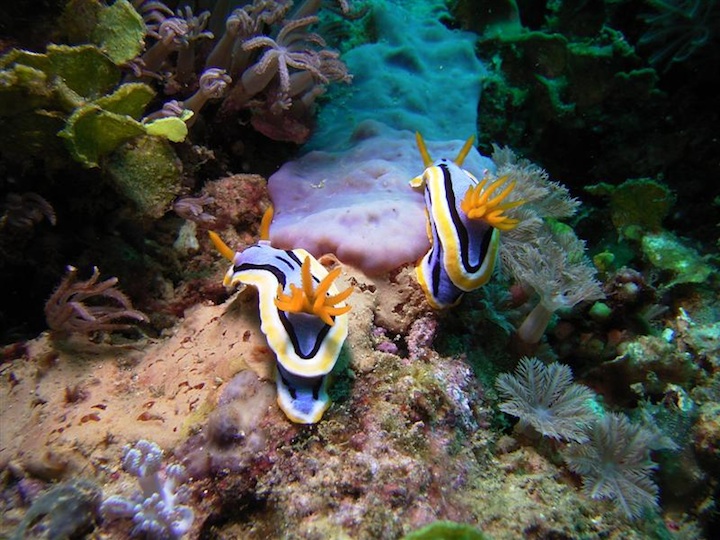 Chromodoris Annae (Sulawesi)