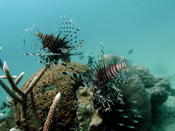 Lion fish (Maratua)
