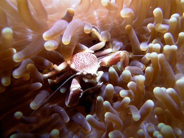 Porcelain crab (Maratua)