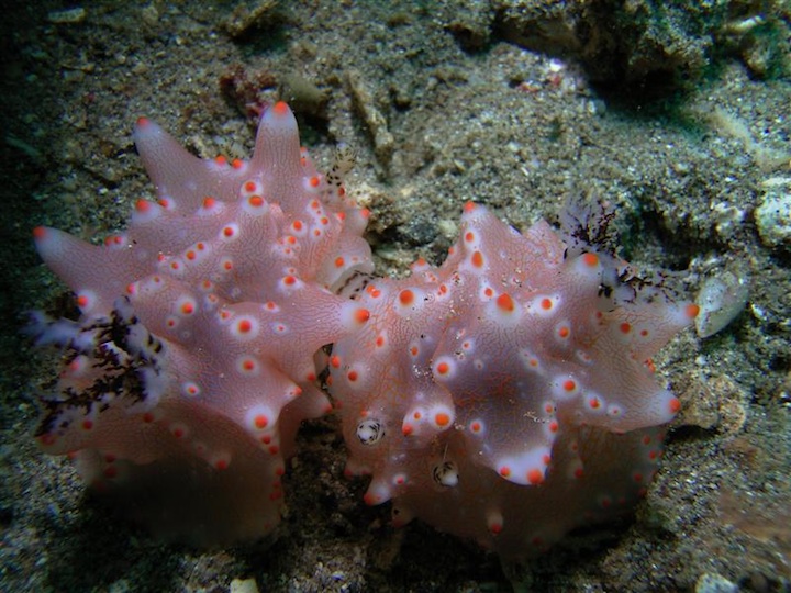 Halgerda Batangas (Sulawesi)