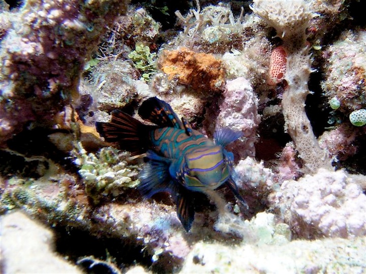 Mandarin fish (Sulawesi)