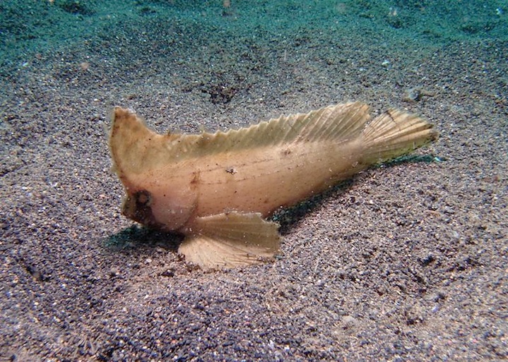 Wasp fish (Sulawesi)