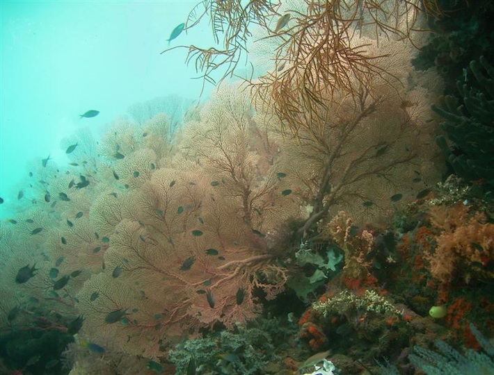 Kri, the passage (Raja Anpat)