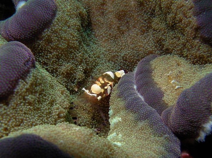 Harlequin shirmp (Sangalaki)