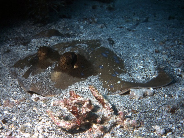 Blue spotted ribbontail ray (Bali)