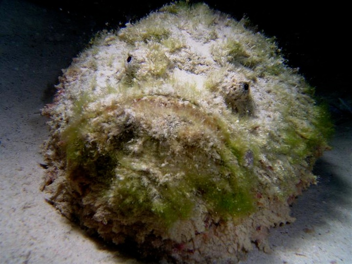 Devil scorpion fish (Maratua)