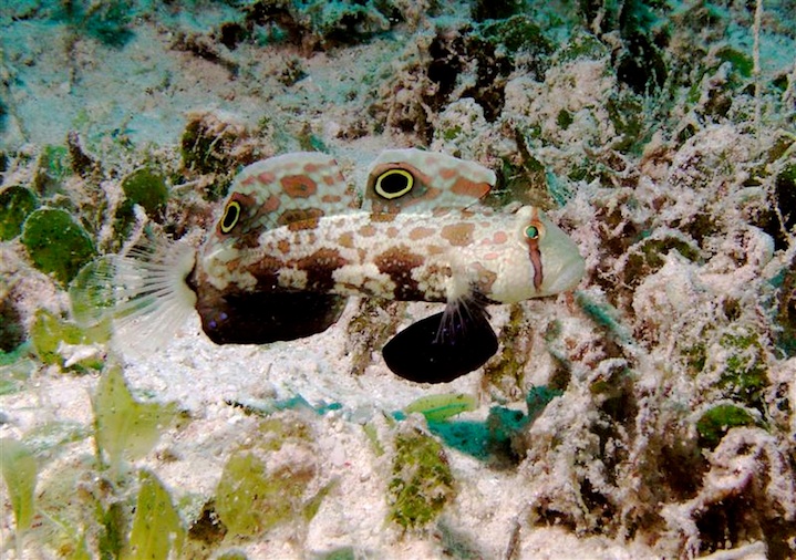 Signal goby (Maratua)