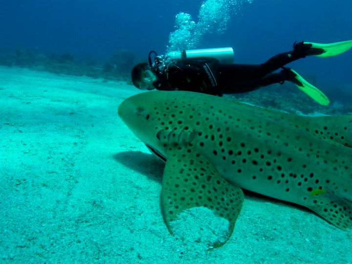 Leopard shark (Sangalaki)