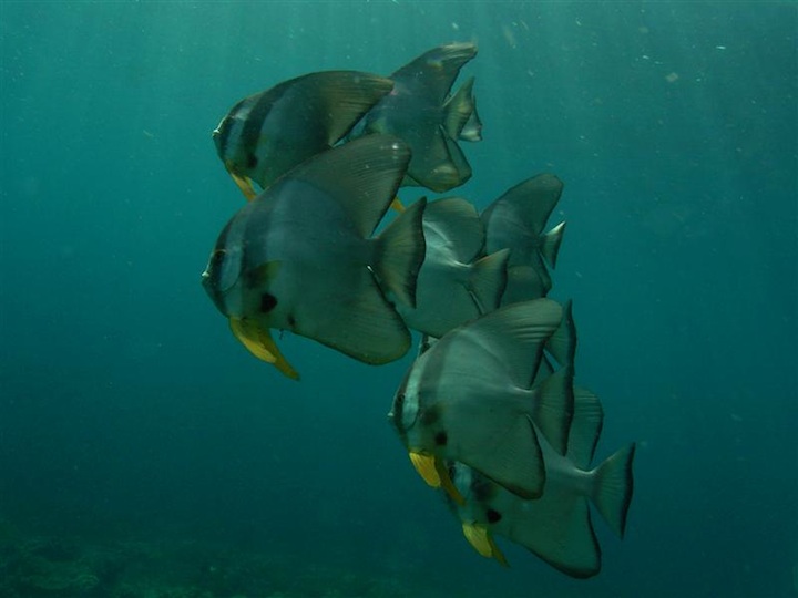 Bat fishes (West Papua)