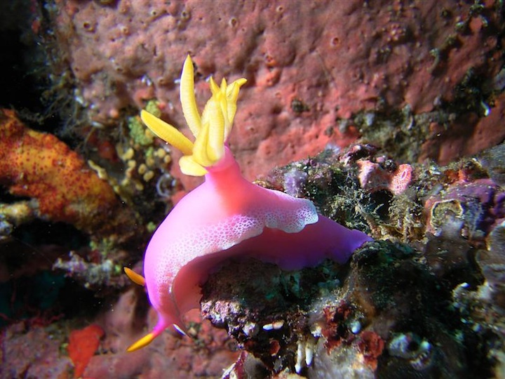 Hypselodoris Apolegma (West Papua)