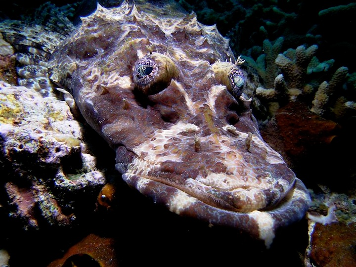 Crocodile fish (West Papua)