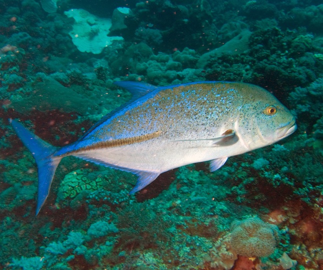 Blue fin travally