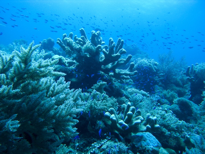 Dive site wrasse strip