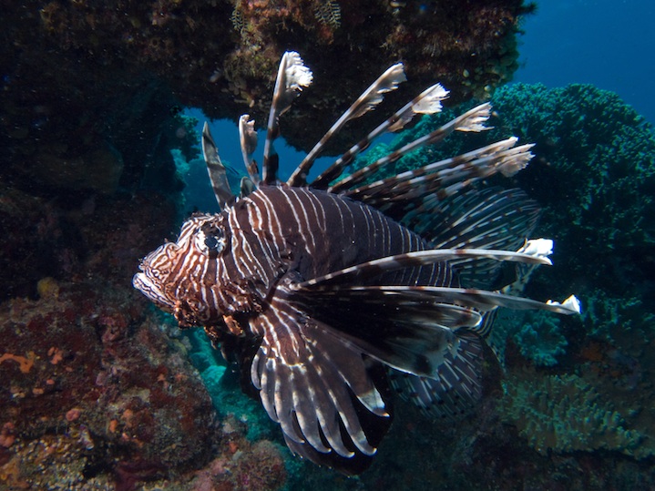 Indian lionfish