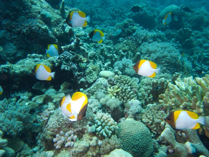 Pyramid butterfly fish