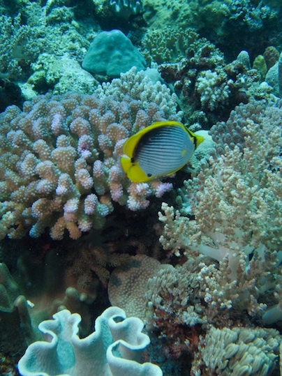 Blackbacked butterflyfish