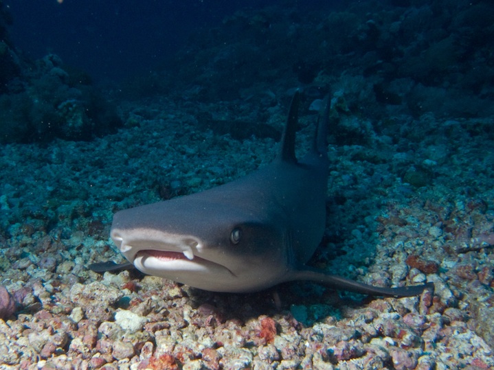 White tip reef shark