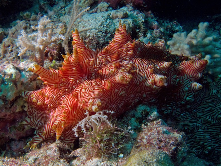 Candycane sea cucumber